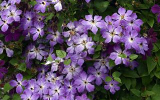 Clematis ´Cloudburst´ 40+R K2