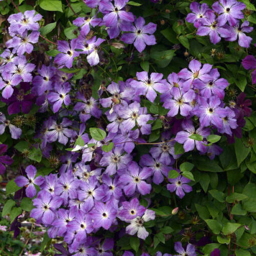 Clematis ´Cloudburst´ 40+R K2 - Obrázek 1
