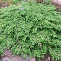 Cedrus libani 'Compacta Gem' 40–60 cm
