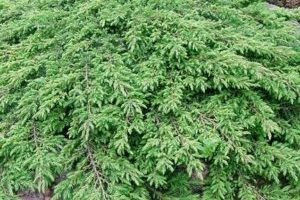 Cedrus libani 'Compacta Gem' 40–60 cm