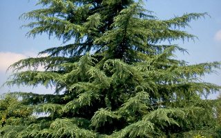 Cedrus deodara
