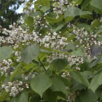 Catalpa erubescens ´Purpurea´ 120 KM K7,5