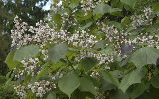 Catalpa erubescens ´Purpurea´ 120 KM K7,5