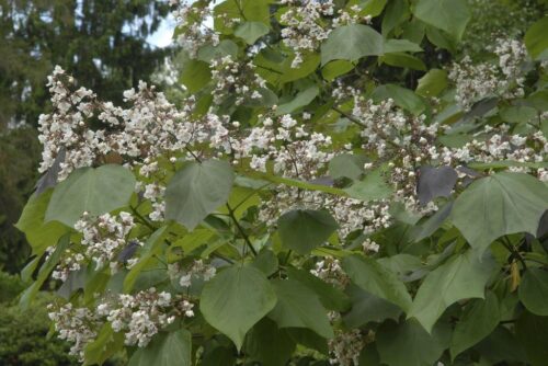 Catalpa erubescens ´Purpurea´ 120 KM K7,5 - Obrázek 1