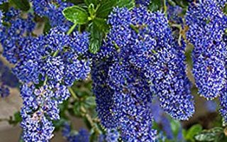 Ceanothus ´Cascade´ 30–40 K2