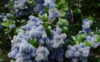 Ceanothus arboreus 'Trewithen Blue', 30–40 cm