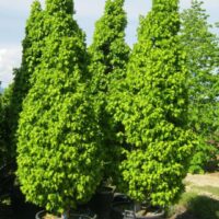 Carpinus betulus 'Monumentalis' 60–80 cm