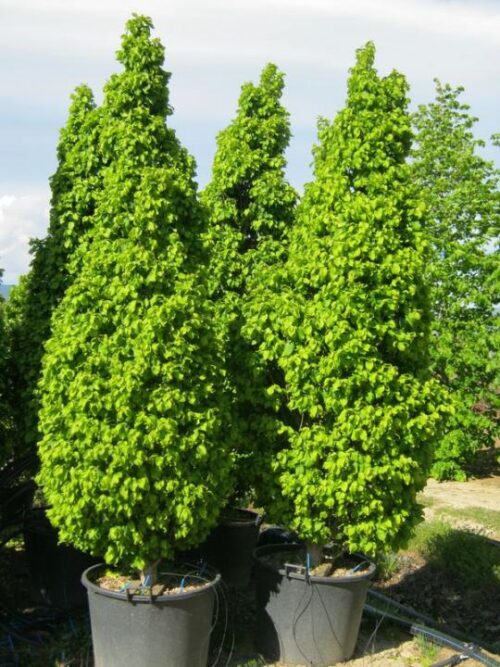 Carpinus betulus 'Monumentalis' 60–80 cm - Obrázek 1