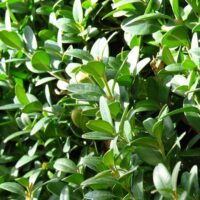 Buxus semp. 'Bullata' 45 KM