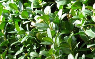 Buxus semp. 'Bullata' 45 KM