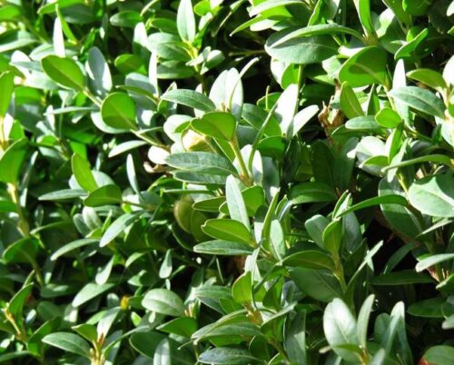 Buxus semp. 'Bullata' 45 KM - Obrázek 1