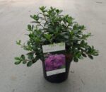 Azalea (J) 'Purpurkissen' 20–30 cm - Obrázek 2
