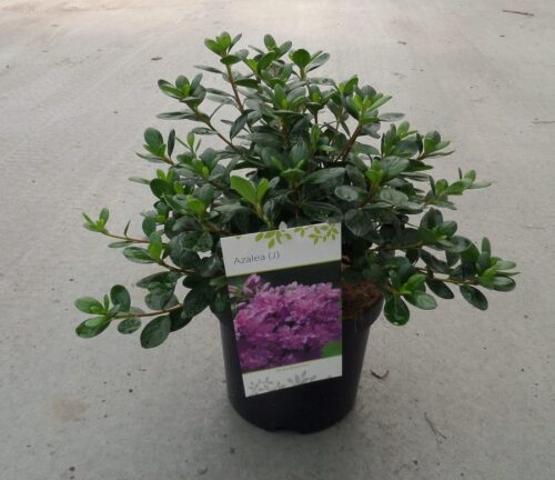 Azalea (J) 'Purpurkissen' 20–30 cm - Obrázek 2
