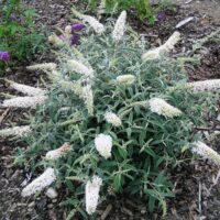 Buddleja dav. 'White Ball'® 20–30 cm