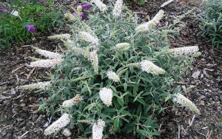 Buddleja dav. 'White Ball'® 20–30 cm