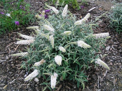Buddleja dav. 'White Ball'® 20–30 cm - Obrázek 1