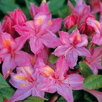 Azalea 'Jolie Madame'