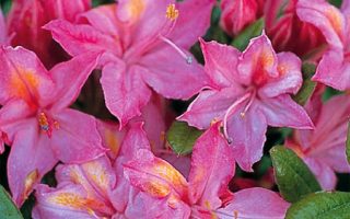 Azalea 'Jolie Madame'