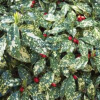Aucuba jap. ´Variegata´ 20–30 K2,5