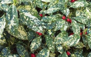 Aucuba jap. ´Variegata´ 20–30 K2,5