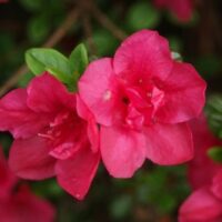 Azalea (J) 'Purpurkissen' 20–30 cm