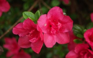 Azalea (J) 'Purpurkissen' 20–30 cm