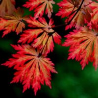 Acer japonicum 'Aconitifolium'