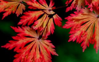 Acer japonicum 'Aconitifolium'