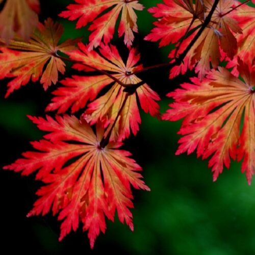 Acer japonicum 'Aconitifolium' - Image 1