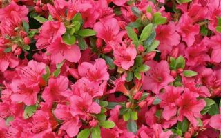 Azalea (J) 'Anouk' 20–30cm