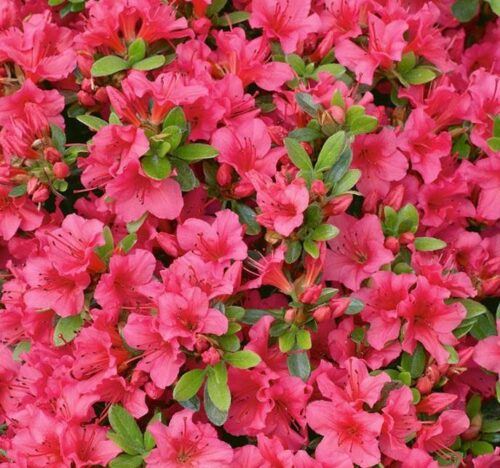 Azalea (J) 'Anouk' 20–30cm - Image 1