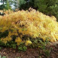 Acer palm. 'Flavescens' 100 KM