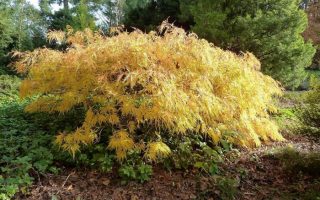 Acer palm. 'Flavescens' 100 KM