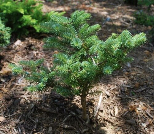 Abies koreana 'Blauer Pfiff' 40–60 cm - Obrázek 1