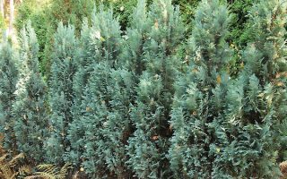 Chamaecyparis I. 'White Pearl' 15–20 cm