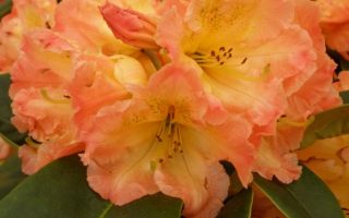 RHODODENDRON Sun Fire 30–40 K4