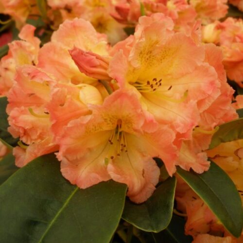 RHODODENDRON Sun Fire 30–40 K4 - Image 1