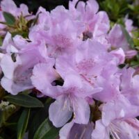 RHODODENDRON Robert Seleger 20–30 K2,5