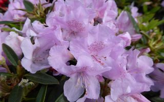 RHODODENDRON Robert Seleger 20–30 K2,5