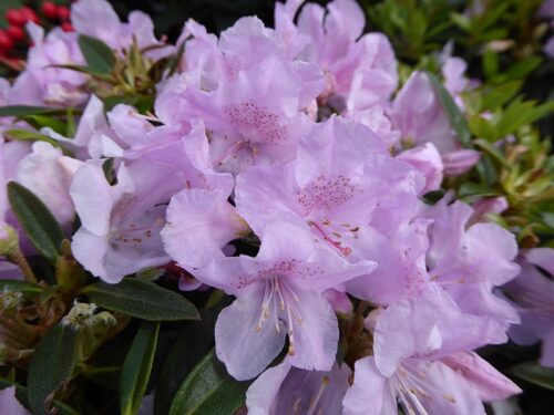 RHODODENDRON Robert Seleger 20–30 K2,5 - Obrázek 1