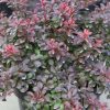 Berberis thunbergii 'Atropurpurea Nana' - Kontejner 2 l, v. 15-30 cm