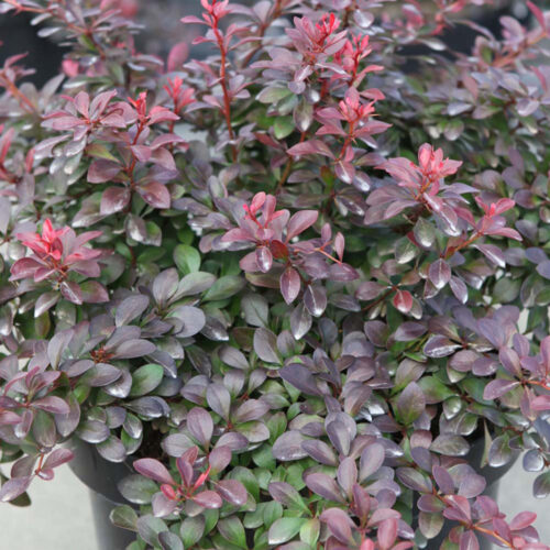 Berberis thunbergii 'Atropurpurea Nana' - Obrázek 1