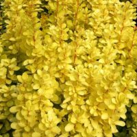 Berberis thunbergii 'Maria' 20–30 cm