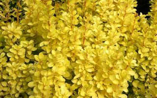 Berberis thunbergii 'Maria' 20–30 cm