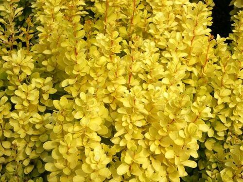 Berberis thunbergii 'Maria' 20–30 cm - Obrázek 1