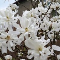 Magnolia stellata 'Royal Star'