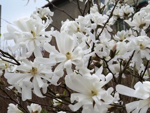 Magnolia stellata 'Royal Star' - Obrázek 1