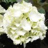 Hydrangea macrophylla 'Snowball' | 'Schneeball' - Kontejner 2,5 l, v. 20-30 cm