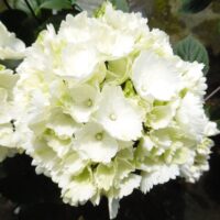 Hydrangea macrophylla 'Snowball' | 'Schneeball'