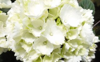 Hydrangea macrophylla 'Snowball' | 'Schneeball'
